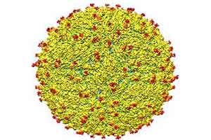 A representation of the surface of the Zika virus is shown. A team led by Purdue University researchers is the first to determine the structure of the Zika virus, which reveals insights critical to the development of effective antiviral treatments and vaccines. (Purdue University image/courtesy of Kuhn and Rossmann research groups) 