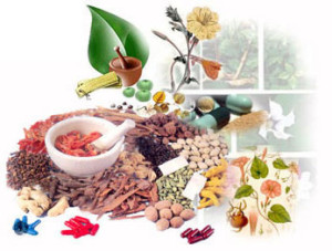 Indian medicinal herb may control high blood sugar and diabetes, finds study