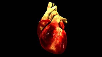 Breakthrough : Miniature human hearts created from rat hearts