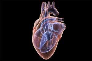 Proper exercise can reverse damage from heart aging