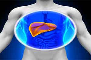 Inactivating certain protein-coding gene promotes liver tissue regeneration