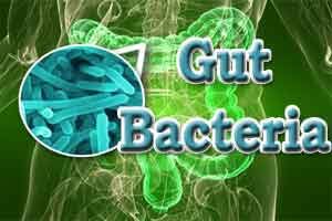 Major changes in gut bacteria occur soon after serious injury