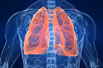 Surprising new role for lungs: Making blood