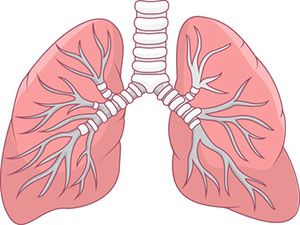 Scientists develop tissue engineered model of human lung and trachea