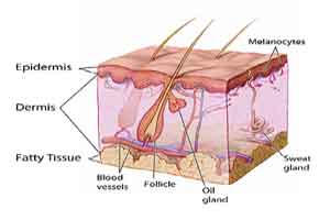 New technique for imaging cells, tissues under the skin