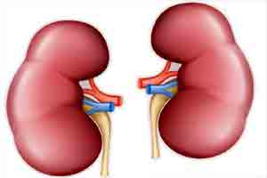 Kidneys innate clock affects bodys metabolic processes