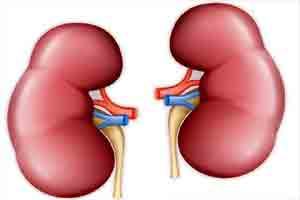 Low Levels of Circulating Protein Linked To Kidney Function Decline : ASN