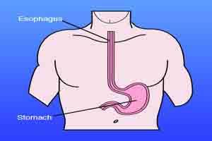 Major Breakthrough-Scientists Grow Human Esophagus in Lab