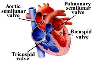 SAPIEN 3 :Less-invasive heart valve implant outperforms surgery