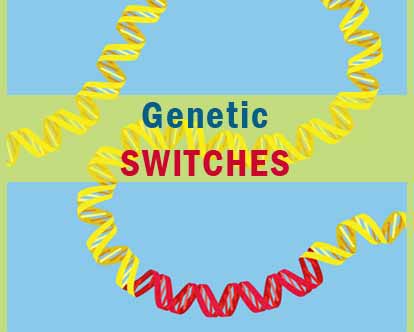 Study Claims Genetic Switches Can Increase Lifespan