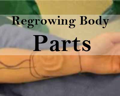 Regrowing Body Parts Closer to Reality