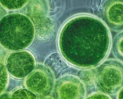 New algae capsule may reduce need of limb amputation by restoring blood flow