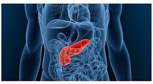 Pancreatic Cancer Accelerated by Stress : Study