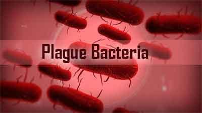 Study Reveals How Plague Bacteria Sparked Global Pandemics