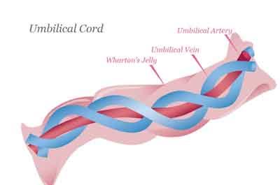 Umbilical cells linked to increase risk of obesity: Study