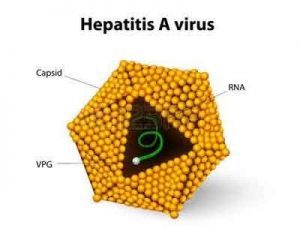 Hepatitis A presenting as bilateral pleural effusion in two pediatric patients