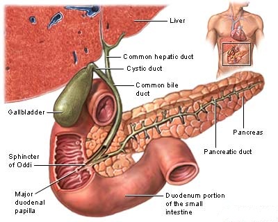 Diagnosis and Treatment of Biliary Cancer : GOI Guidelines