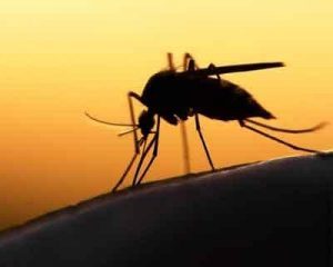 Use Ivermectin for malaria control and elimination : Lancet