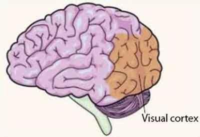 Visual cortex plays role in plasticity of eye movement reflex