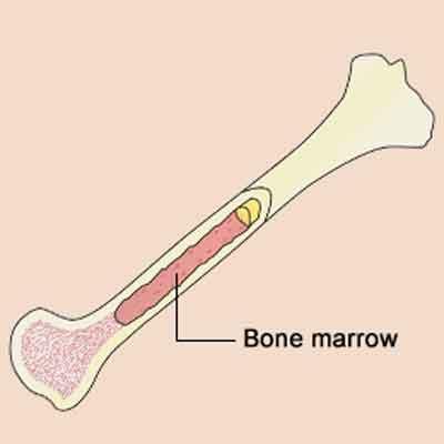 Engineered bone marrow could make transplants safer