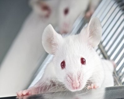 Lab-grown mini lungs successfully transplanted into mice