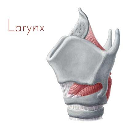 Persistent sore throat a greater warning of larynx cancer than hoarseness