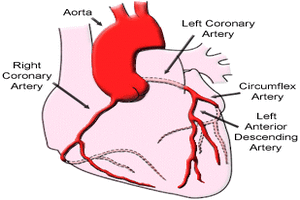 Add coronary artery calcium (CAC)  to PCE risk assessment for CVD for elderly people