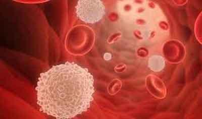 Scientists discover new types of white blood cells