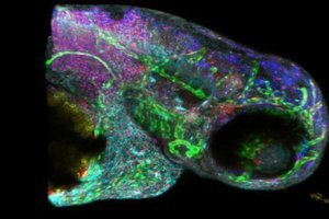 New technology enables 5-D imaging in live animals, humans