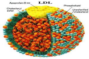 Most younger adults with high cholesterol levels do not take a statin: JAMA