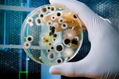 WHO lists 12 most worrying bacteria, Check out details