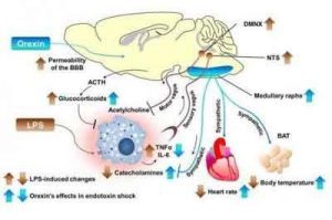 Orexin as a potential drug for treating septic shock: Study