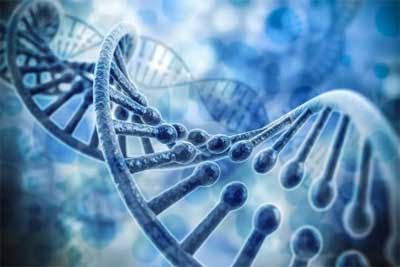 75 per cent of human gene is junk DNA: Study