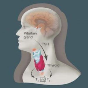 New guideline for amiodarone-related thyroid dysfunction