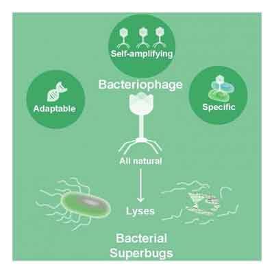 Bacteriophages, natural drugs to combat superbugs