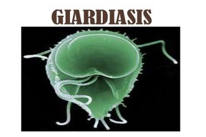 Giardiasis may be a disease of the ecology of the GI tract