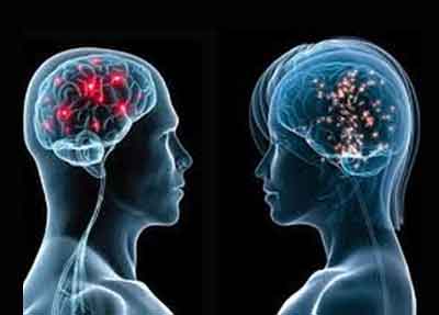 Reactions during cardiovascular activity differ in male and female brains
