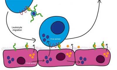 How Chickepox Spreads through the body