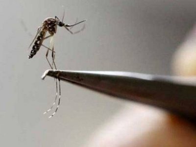 Brazil scientists develop biosensor for cheap dengue diagnosis