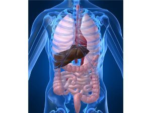 Pegbelfermin an effective medicine for Non-Alcoholic Fatty Liver disease, shows Trial