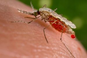 Non-invasive malaria test -Future of Malaria diagnosis