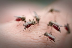 All febrile patients must be tested for malaria and dengue both