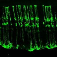 Scientists regenerate retinal cells in mice