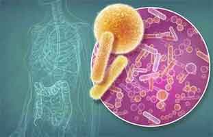 Human gut microbe may lead to treatment for multiple sclerosis