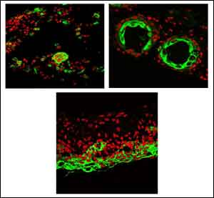 USC Stem Cell scientists obtain how to guide for producing hair follicles