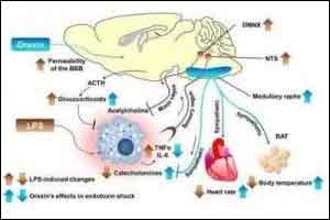 SSAI Guideline on choice of inotropic agent in acute circulatory failure :