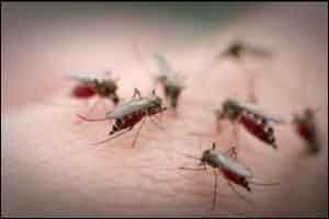 Dengue fever associated with increased risk of stroke