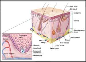 Recommendation for safe effective skin removal in melanoma