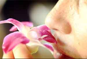Decreasing sense of smell in elderly linked to higher death risk