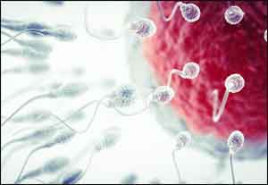 Human sperm to be used to predict future health of a newborn